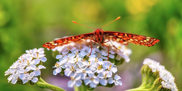 Butterfly Art
