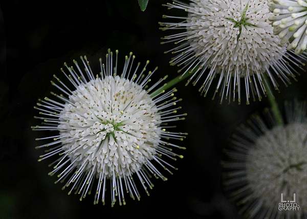 Wild Flower Photographs