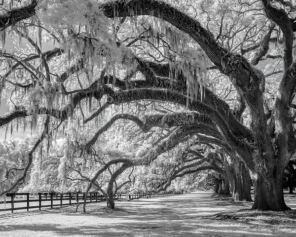 Tree Photographs