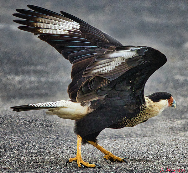 Osprey Art