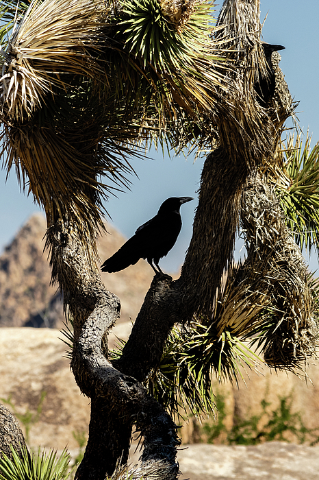California Art