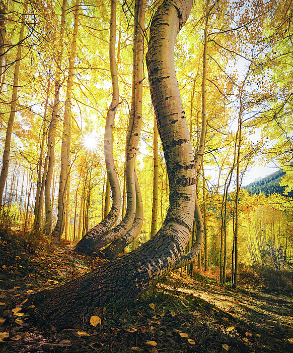 Tree Art
