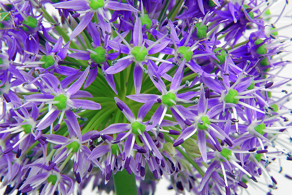 Textured Photographs