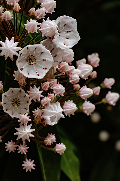 Delicate Art