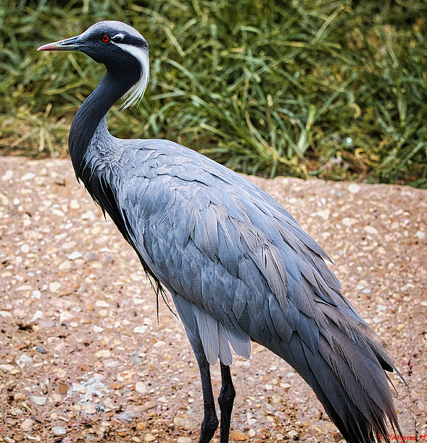 Crane Art