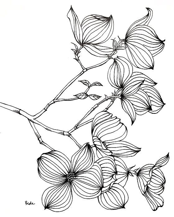 Botanical Art