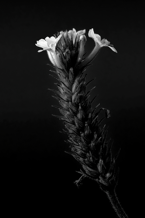 Black And White Photographs