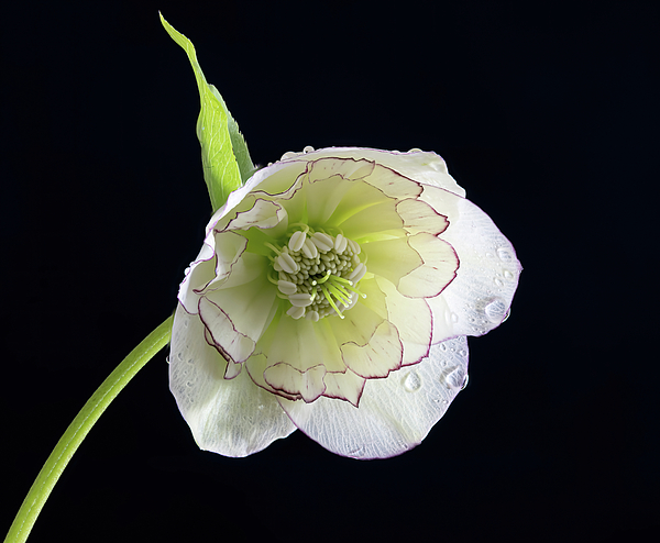 Natural Art