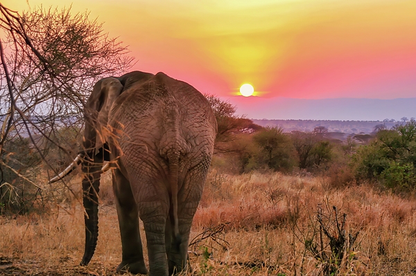 Wildlife Art