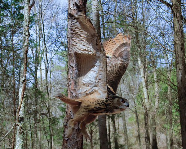Bird Paintings