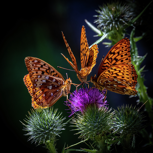 Butterfly Photographs
