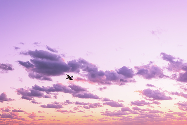 Serene Art