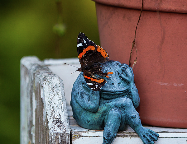 Butterfly Photographs