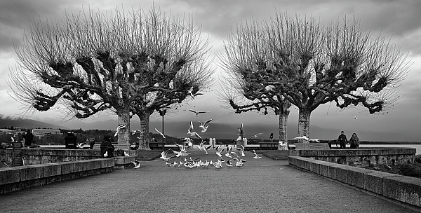 Black And White Photographs