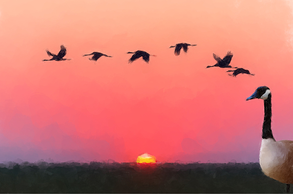 Geese Paintings