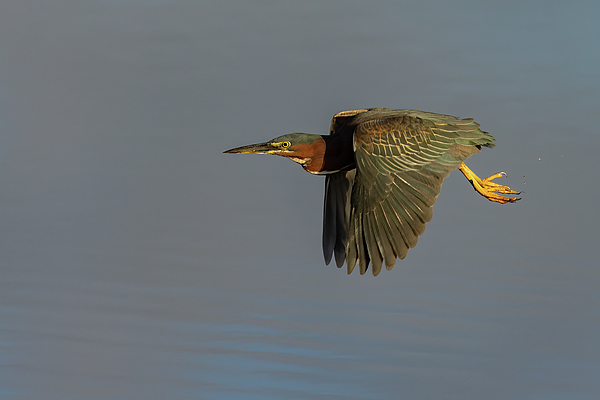 Wildlife Photographs