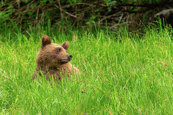 Bear Art