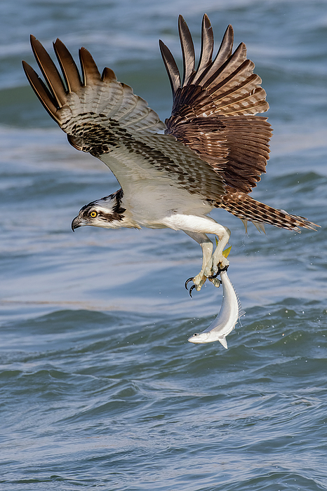 Osprey Art