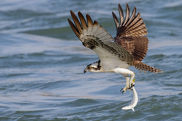 Nature Photographs