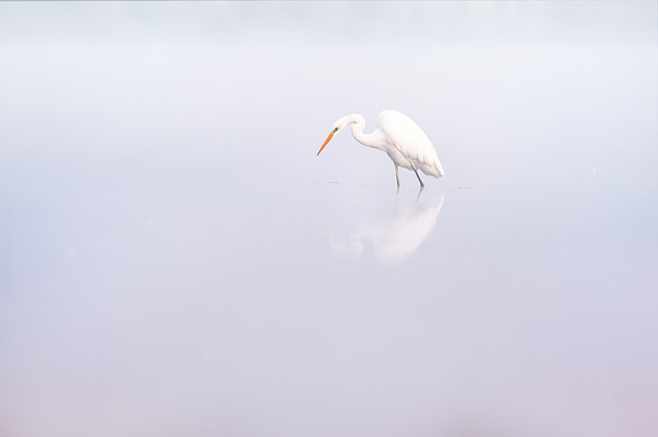 Wildlife Photographs