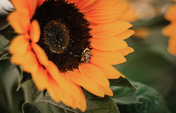 Sunflower Art