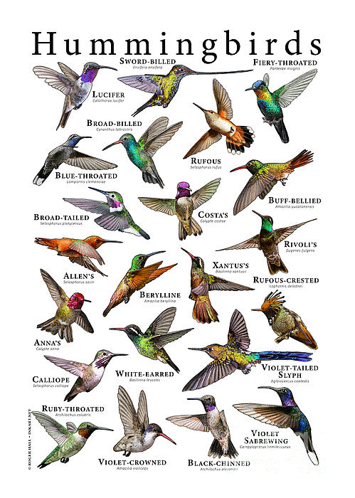 hummingbirds-of-the-world-