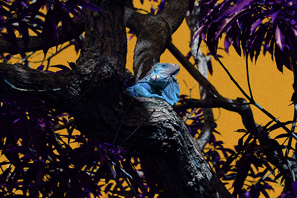 Reptile Photographs