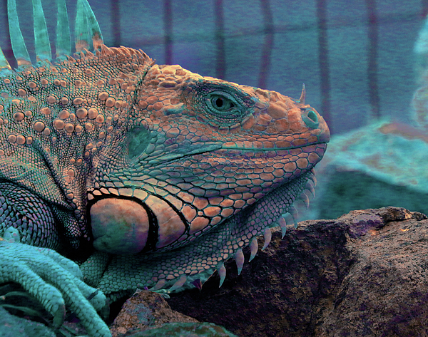 Dragon Photographs