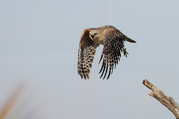 Hawk Art