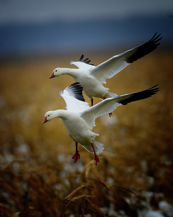 Goose Photographs
