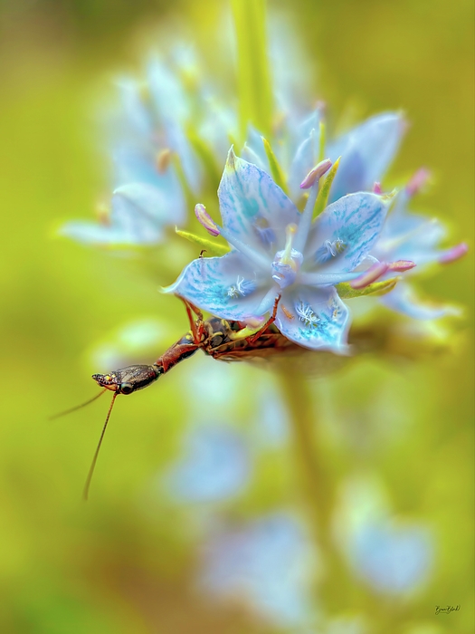 Flower Art