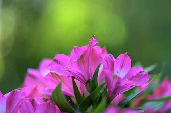 Nature Photographs
