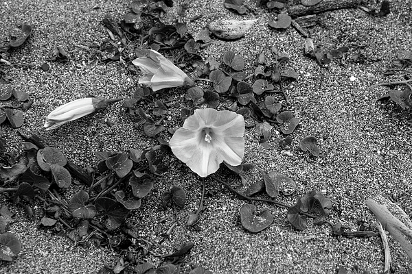 Still Life Art