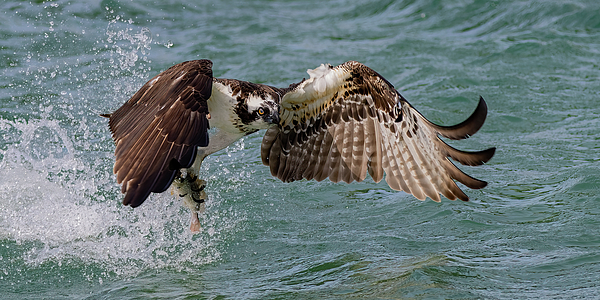 Florida Photographs