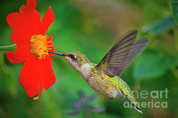 Wildlife Photographs