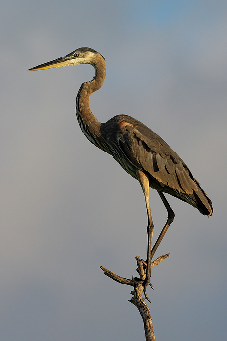 Bird Photographs