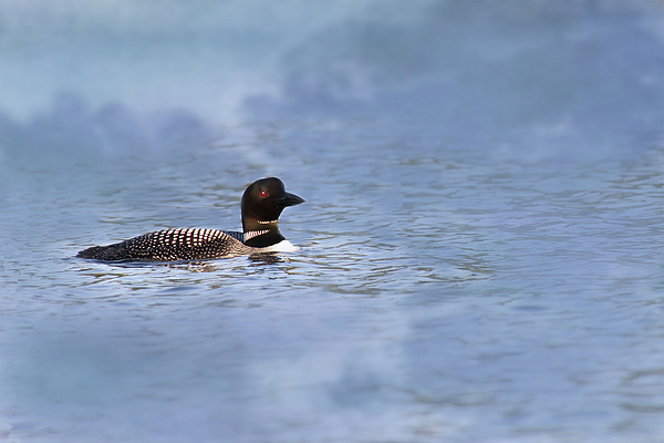 Loon Photographs