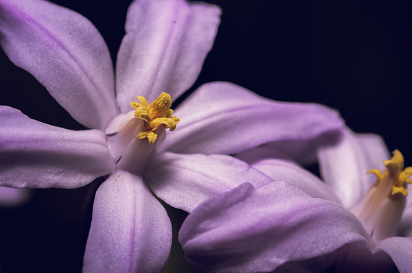 Midnight Bloom - Twin Petals Jigsaw Puzzle by Ferenc Szabo - PX Puzzles