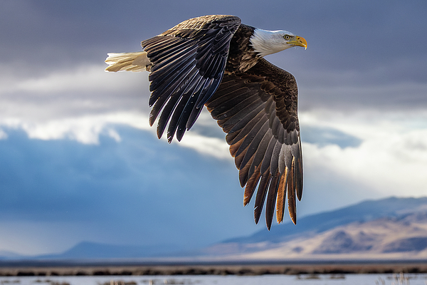 Wildlife Art