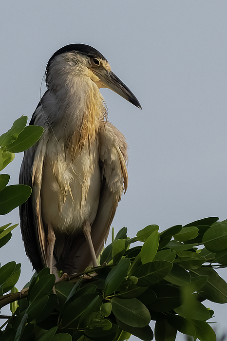 Heron Photographs
