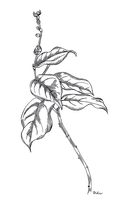 White Drawings