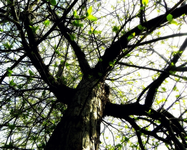 Spring Art