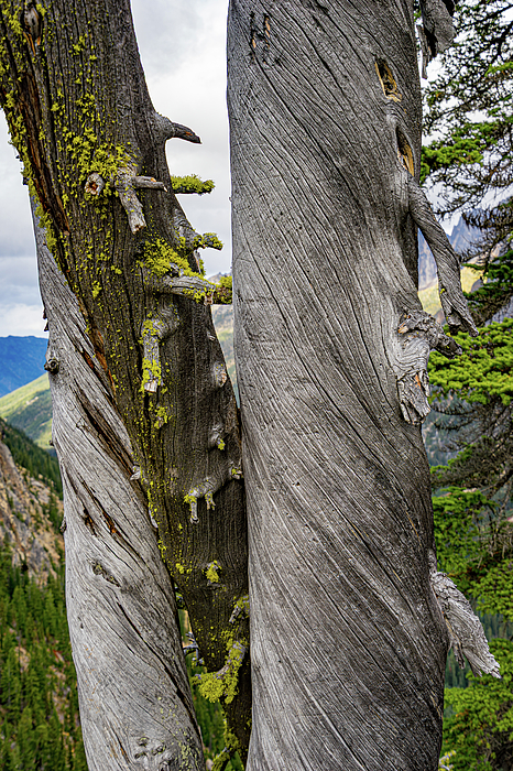 Tree Photographs