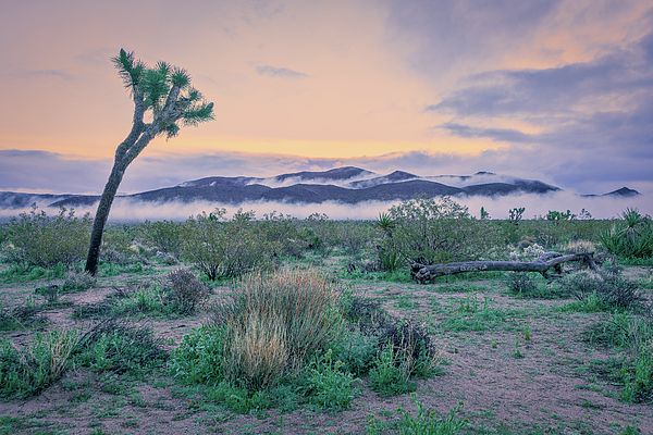 Joshua Tree National Park Art