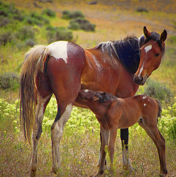 Horse Art