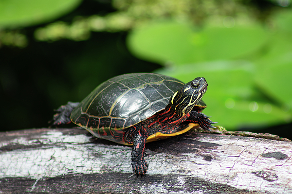 Wildlife Photographs