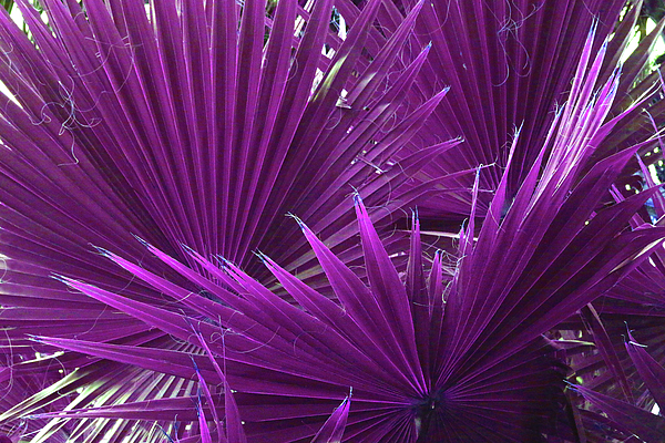 Nature Photographs