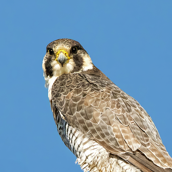 Falcon Photographs