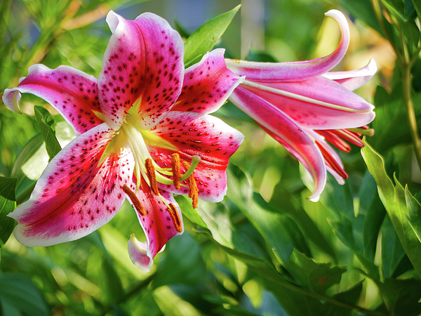 Pink Tiger Lilies in a Summer Garden Tote Bag