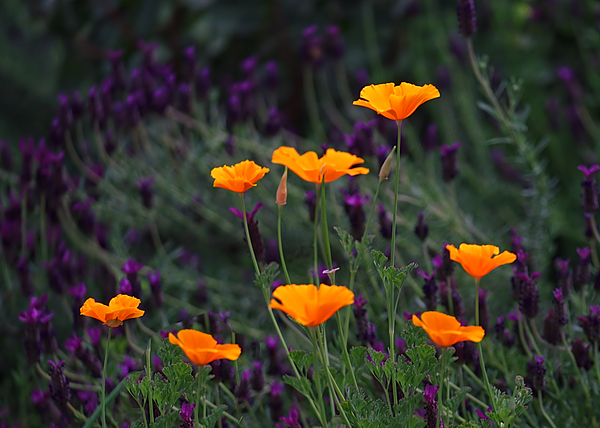 A photo of bright orange poppies and lavender blossoms